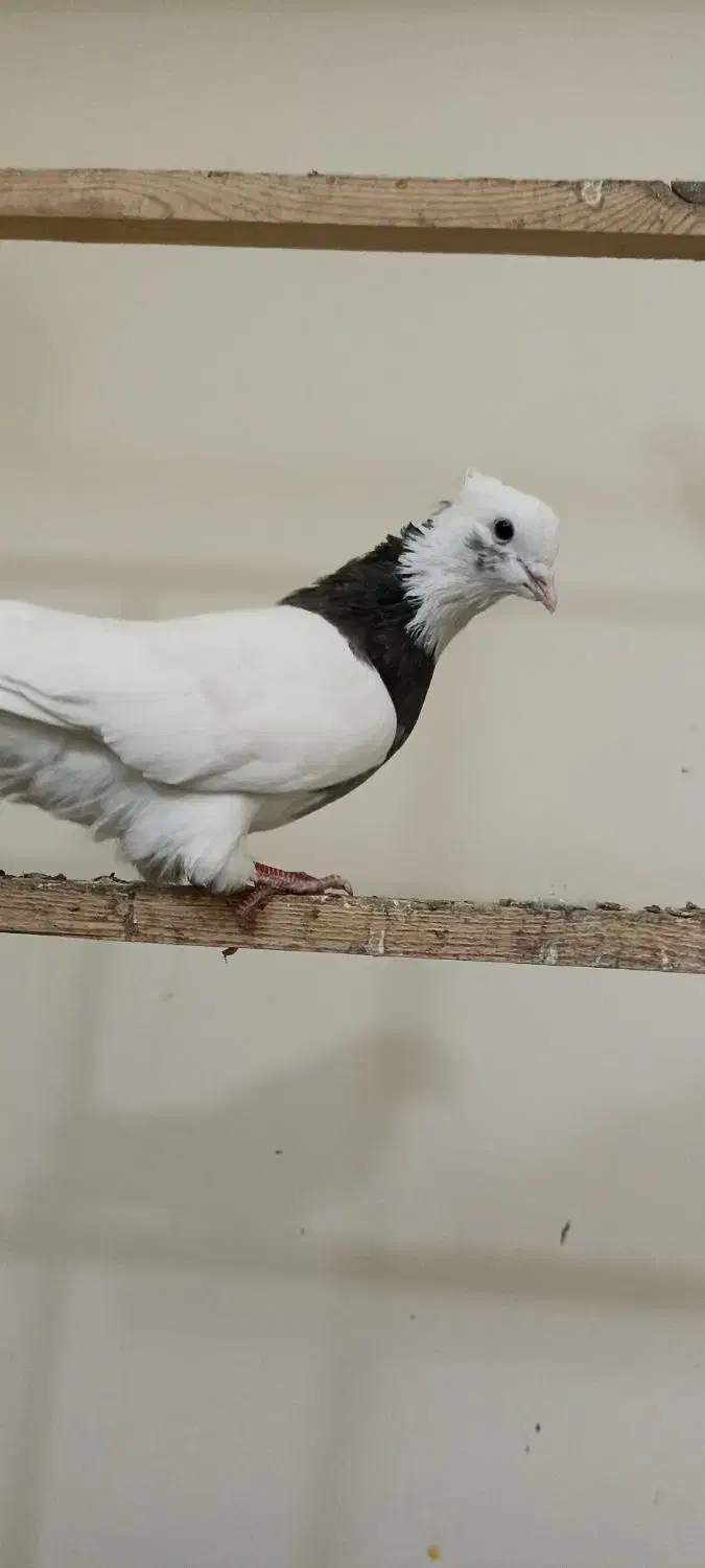 کفتر طوقی نر|پرنده|تهران, امیریه|دیوار