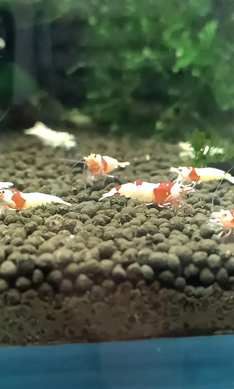 میگو خاص پی ار ال|ماهی|مشهد, احمدآباد|دیوار