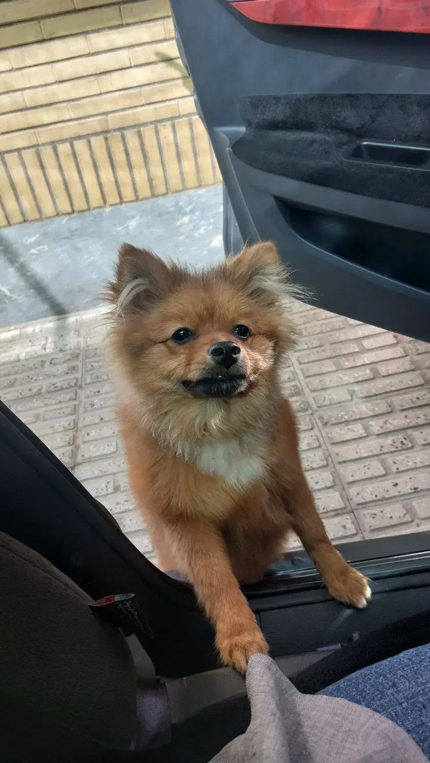 سگ خانگی|سگ|شاهین‌شهر, عطار|دیوار