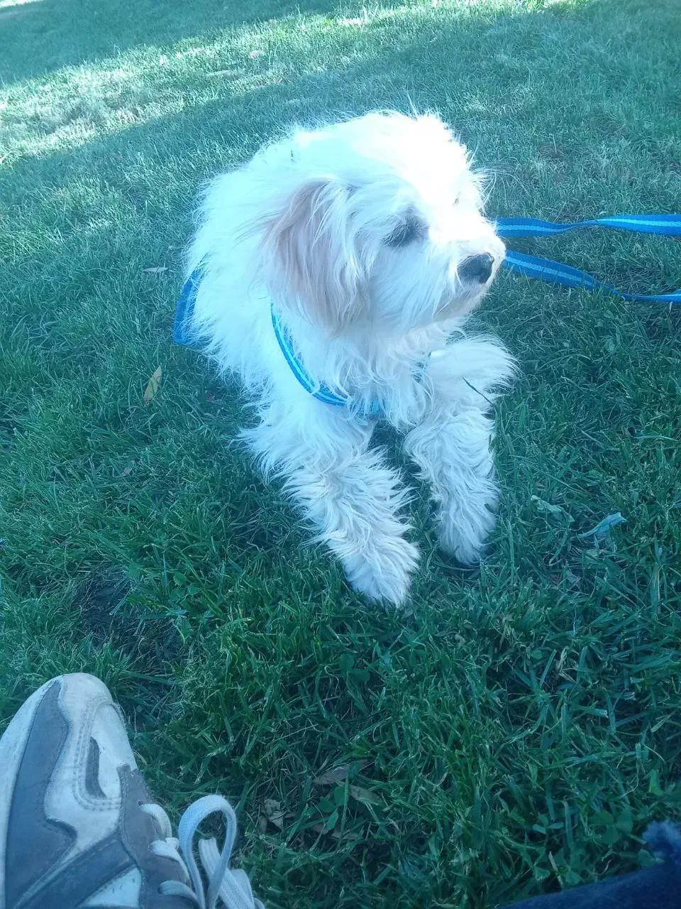 سگ.|حیوانات|مهاباد (آذربایجان غربی), |دیوار