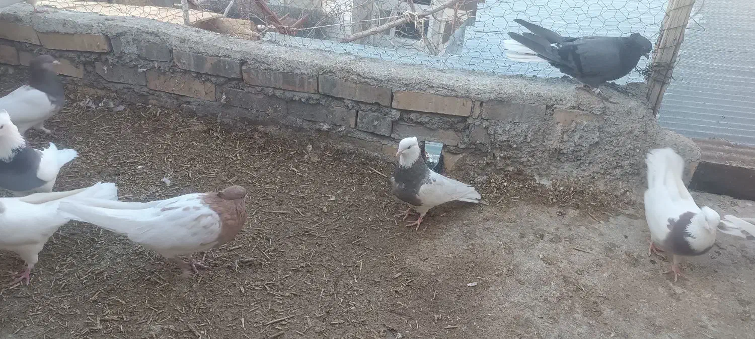 تعدادی کبوتر نقشی هم پرشی سالم|پرنده|دهاقان, |دیوار