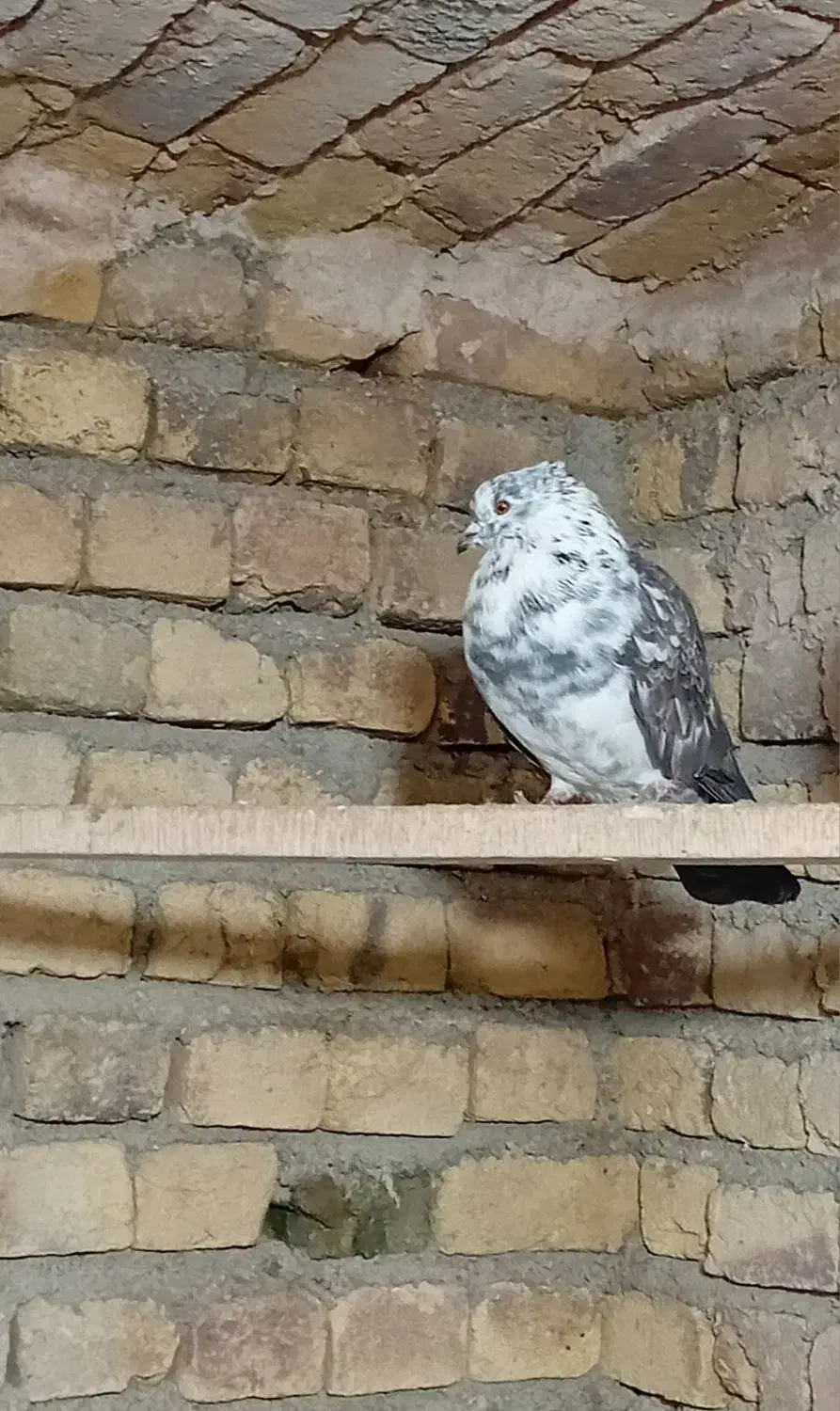 کبوتر|پرنده|خرمدره, |دیوار