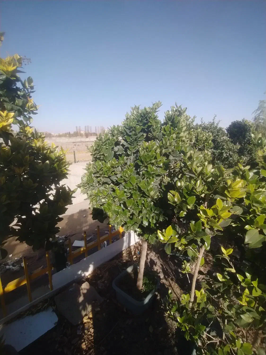 گیاه پزشک باغبانی و هرس و کاشت درخت گیاهان تزئینی|خدمات باغبانی و درختکاری|مشهد, سجاد شهر|دیوار