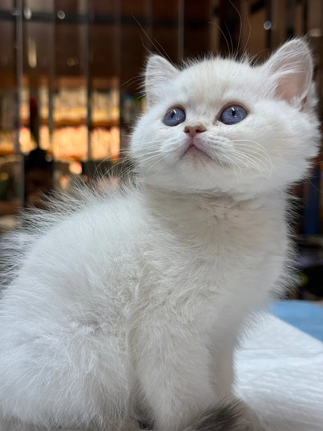 جوجه بریتیش|گربه|تهران,  امام زاده قاسم (نیاوران)|دیوار