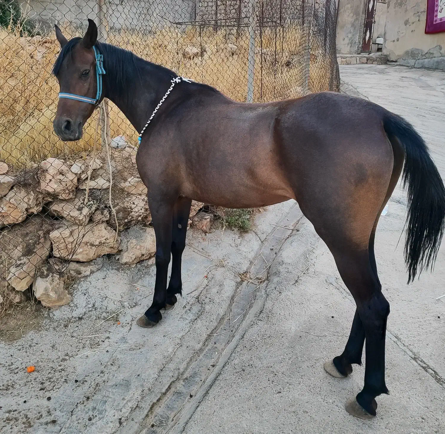 مادیان|اسب و تجهیزات اسبسواری|کارزان, |دیوار