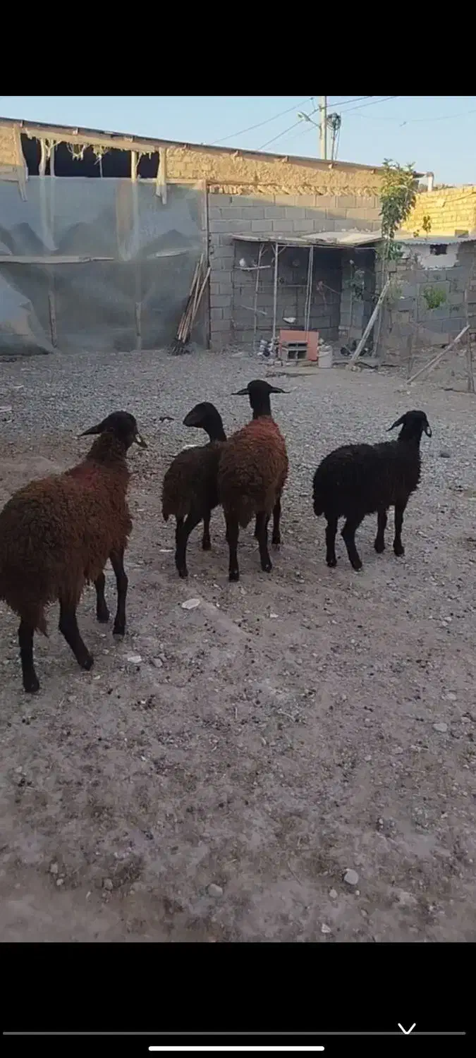 بره ماده همو وهترو|حیوانات مزرعه|درگزین, |دیوار