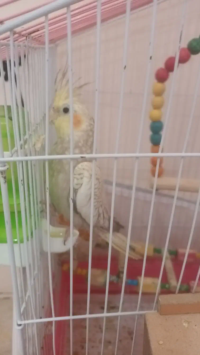 عروس هلندی|پرنده|بومهن, |دیوار