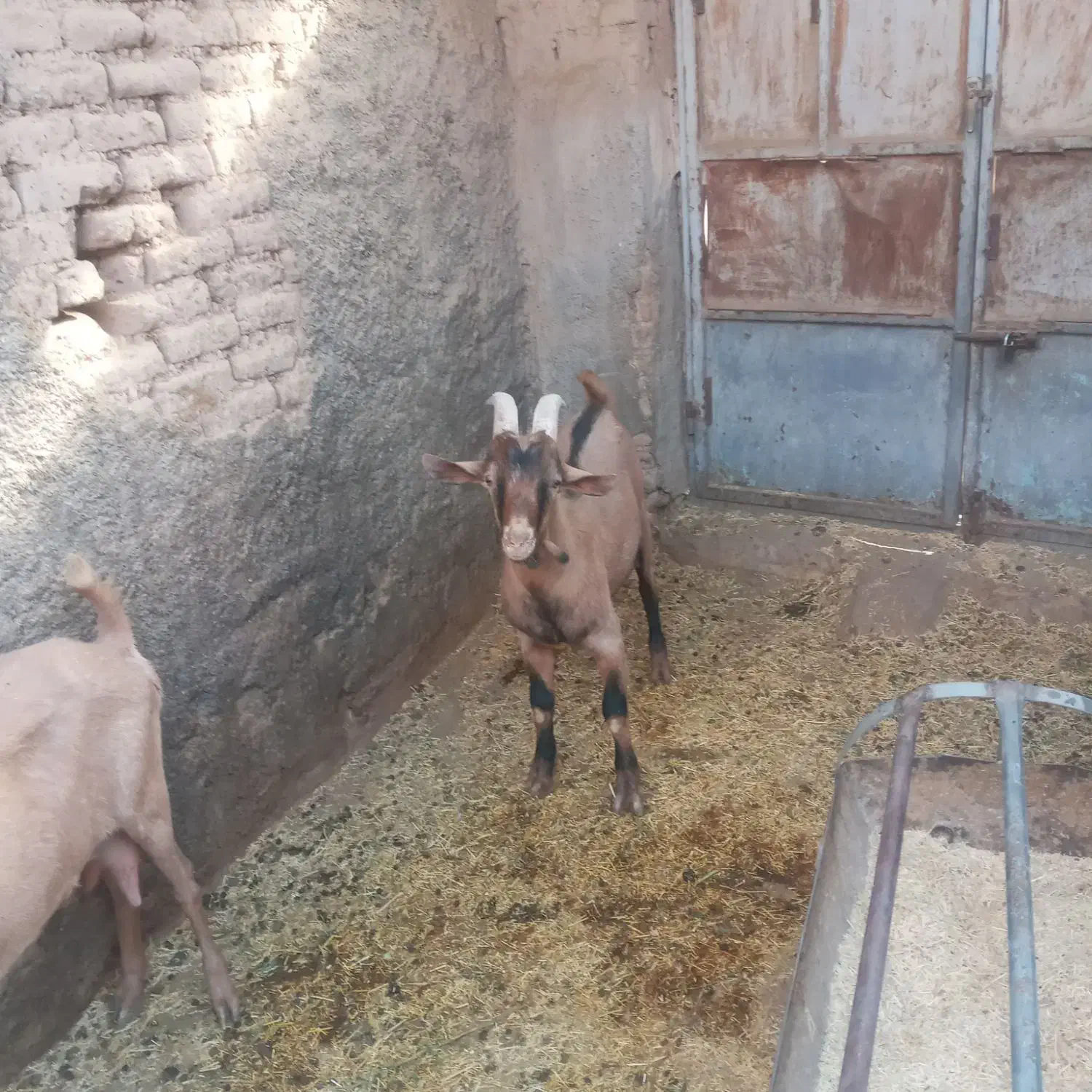 کره چپیش|حیوانات مزرعه|میبد, |دیوار