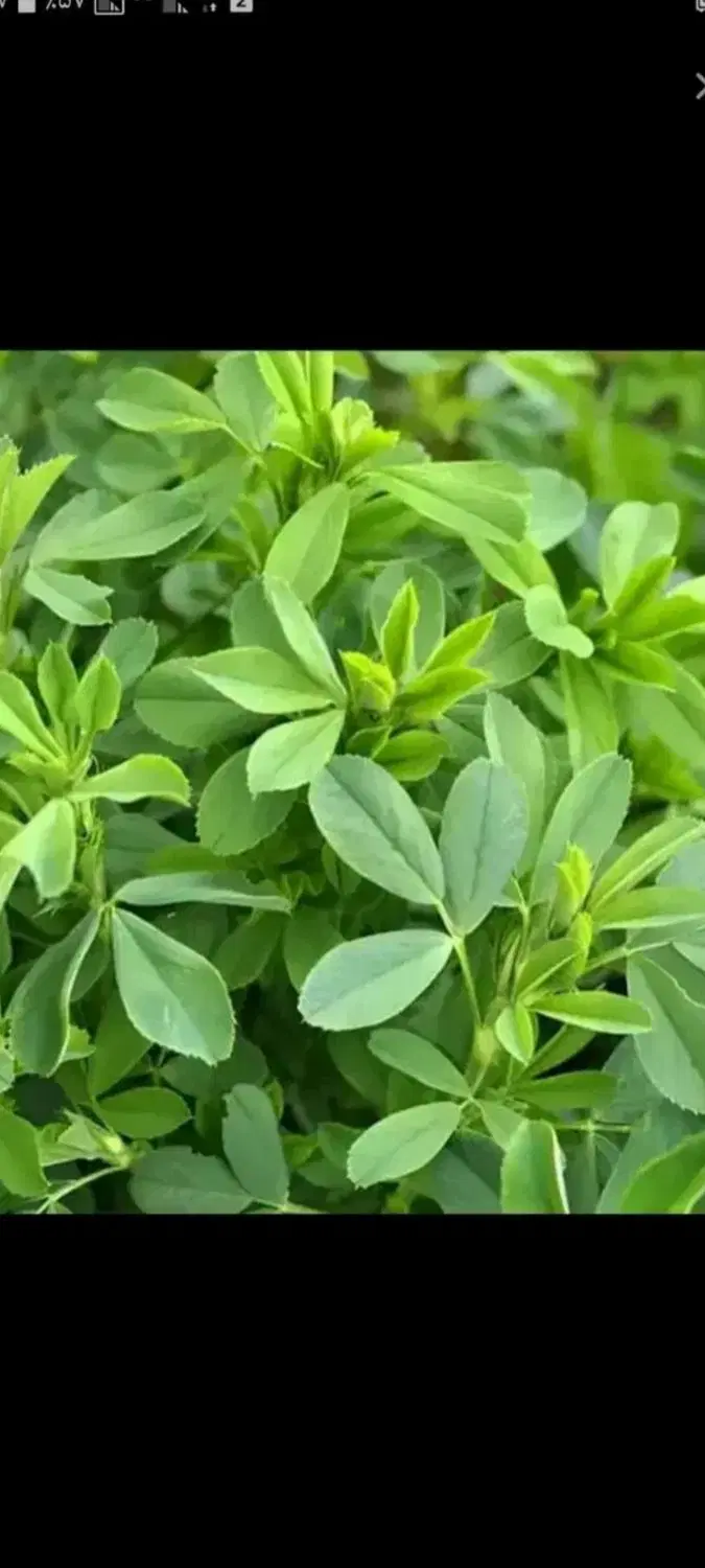یونجه|لوازم جانبی حیوانات|بیلوار, |دیوار