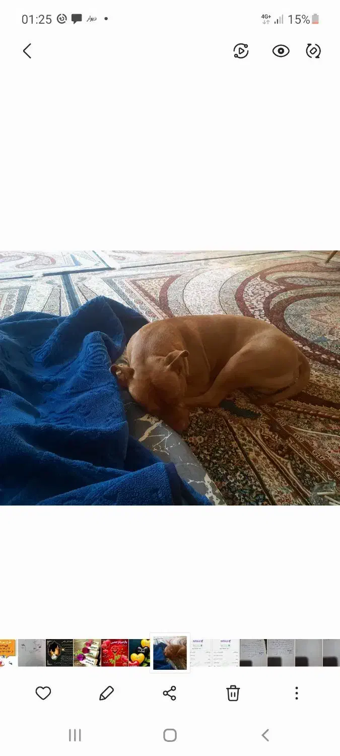 سگ پیت بول فوق گم شده|سگ|شیراز, تپه تلویزیون|دیوار