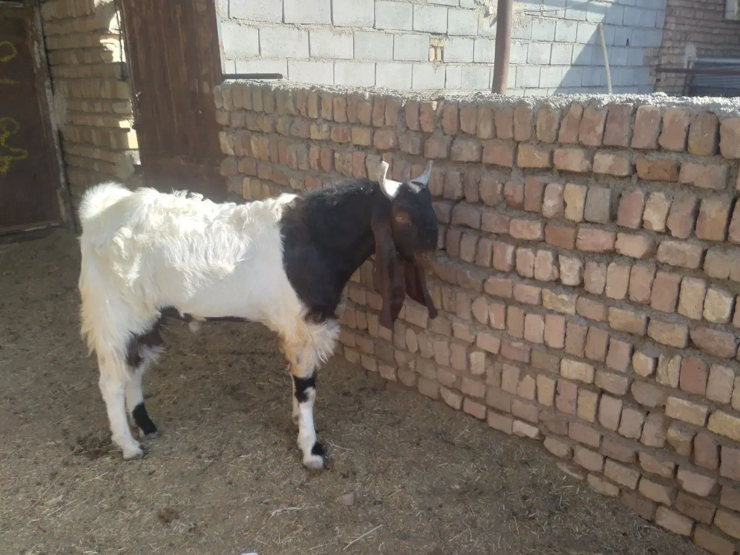 بزغاله|حیوانات مزرعه|کاشمر, |دیوار