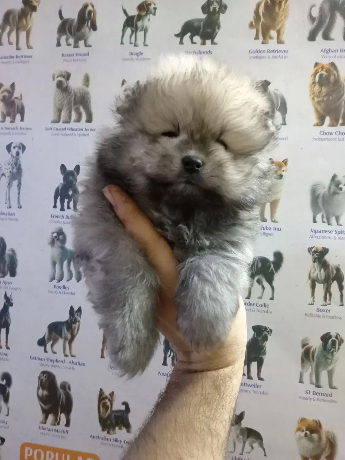 فرنچ بولداگ، پامر، شی هوا هوا، پیکینیز|سگ|اصفهان, فیض|دیوار