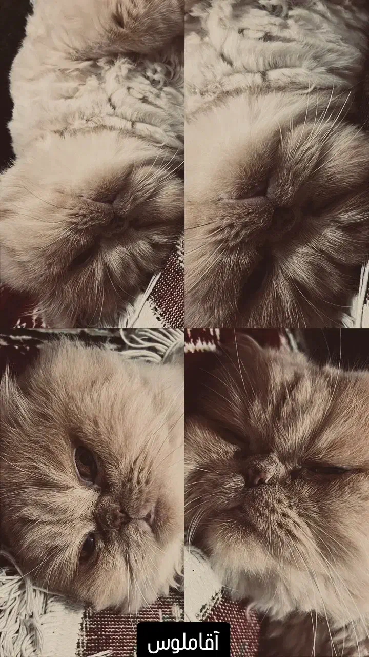 پرشین گربه سفید کاراملی|گربه|چالوس, |دیوار