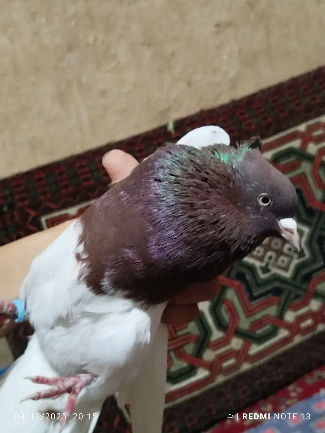 کبوتر|پرنده|آزادشهر, |دیوار