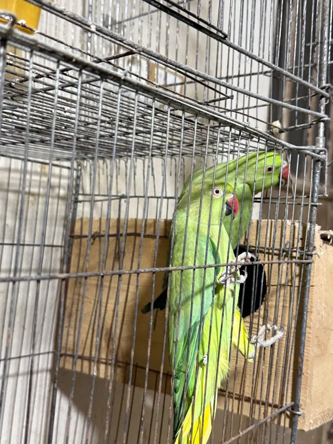 طوطی ملنگو|پرنده|امامزاده عبدالله, |دیوار