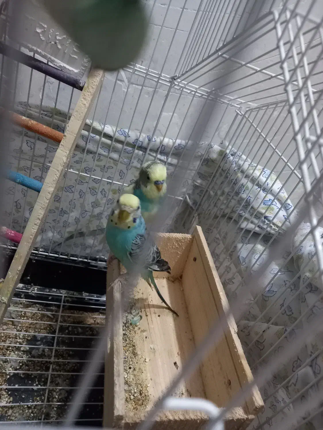 مرغ عشق|پرنده|رشت, یخسازی|دیوار