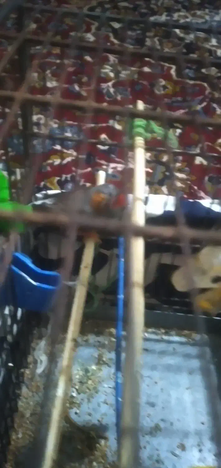 یک جفت فنچ نروماده|پرنده|قرچک, امین آباد|دیوار