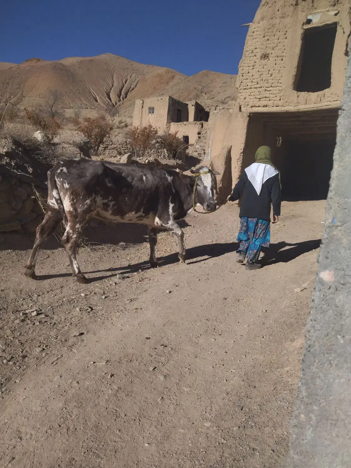 گاو|حیوانات مزرعه|درمیان, |دیوار