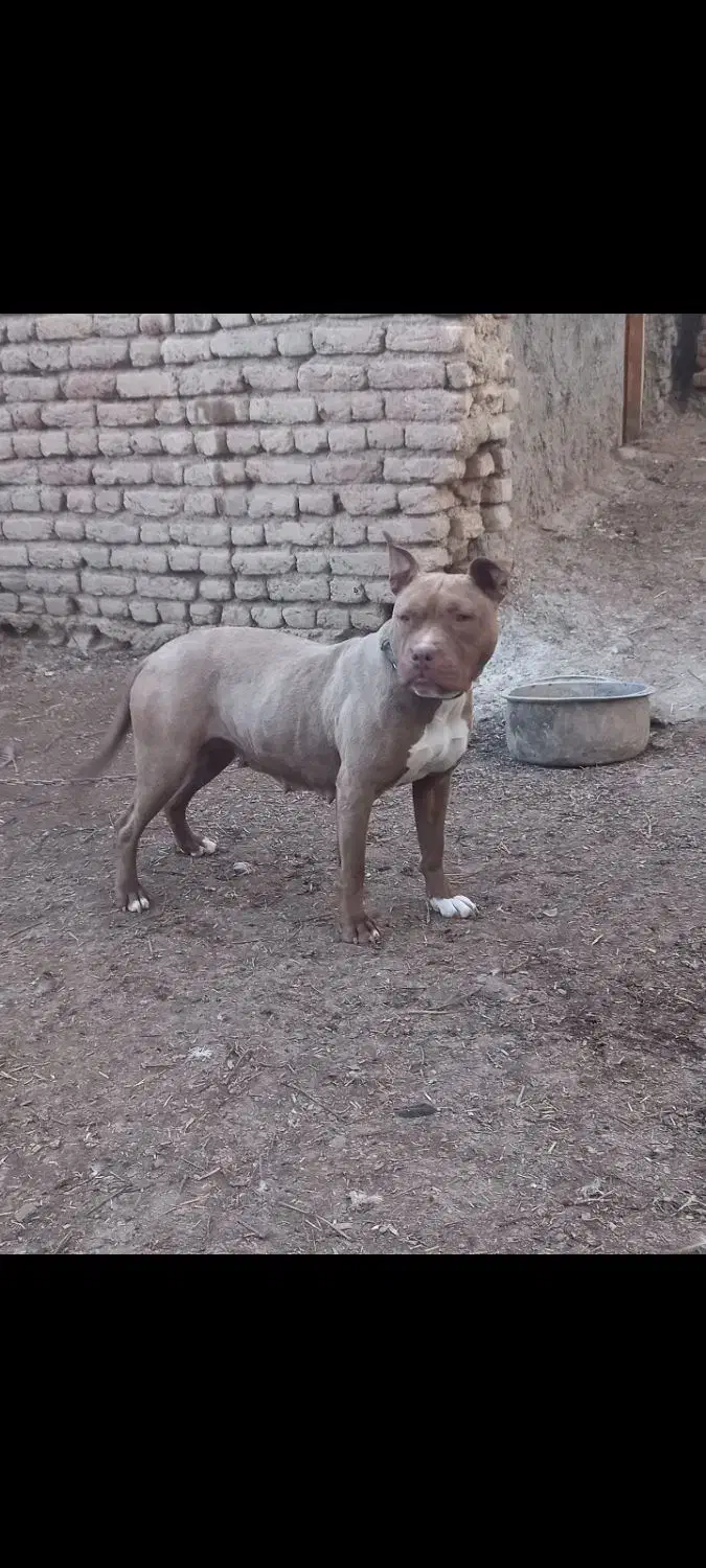 پیتبول ماده|سگ|اردبیل, |دیوار