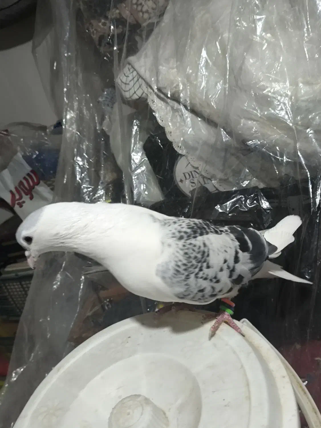 کبوتر|پرنده|مشهد, تلگرد|دیوار