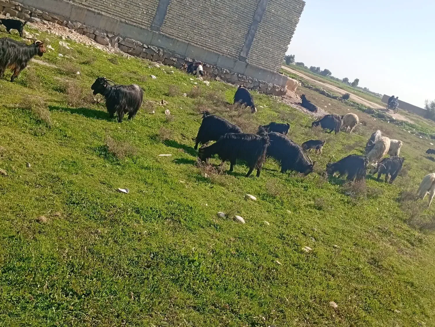 بز وبیگ|حیوانات مزرعه|دزفول, |دیوار