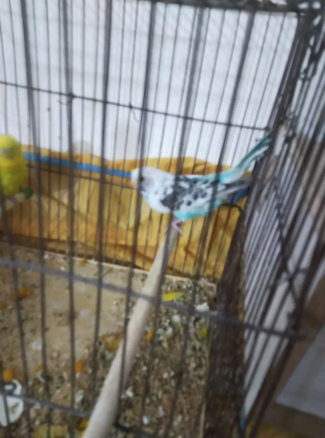 فنچ|پرنده|یاسوج, |دیوار