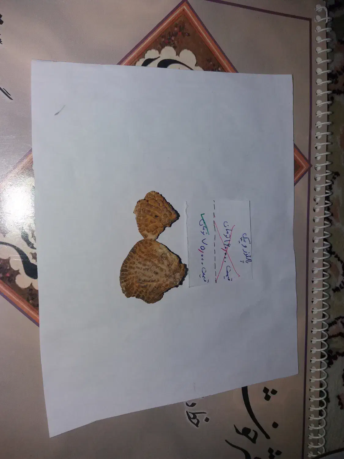 فسیل انواع صدف|کلکسیون و سرگرمی|فردوس (خراسان), |دیوار