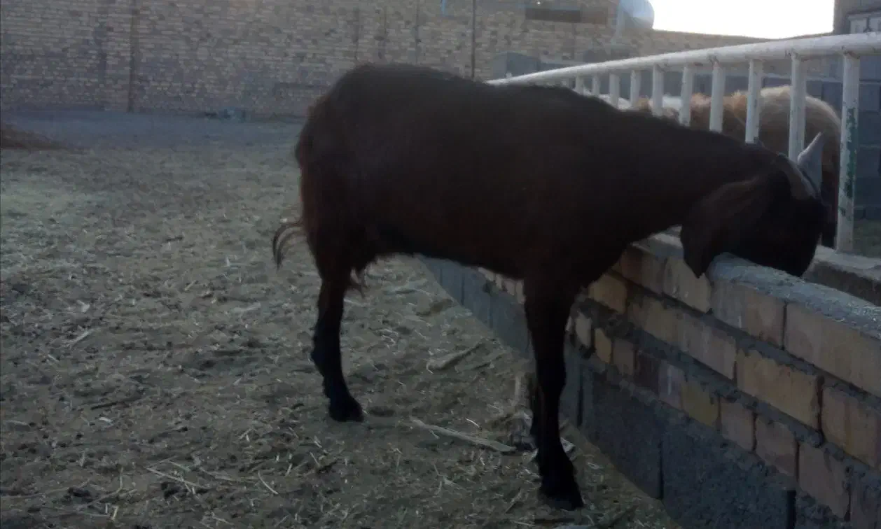 بز آبستن|حیوانات مزرعه|گناباد, |دیوار