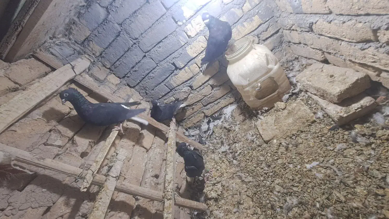 پرنده|پرنده|تربت‌حیدریه, شهرک ولیعصر|دیوار