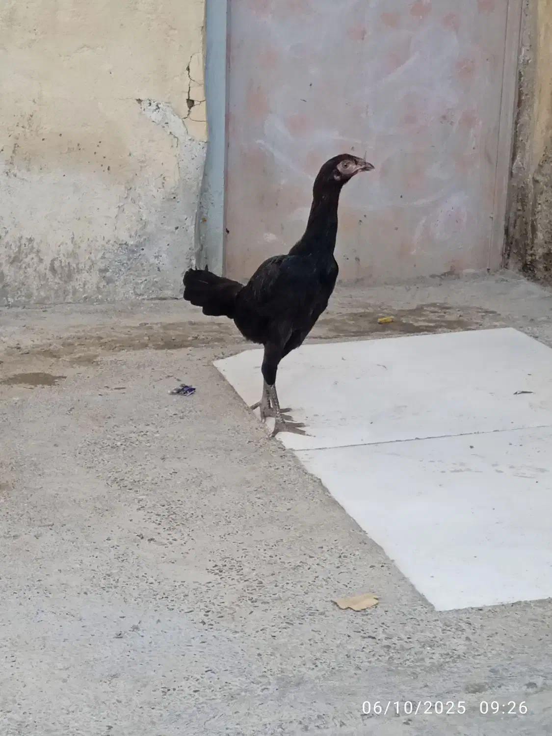مرغ سیاه معاوضه بافنج یامرغ عشق|پرنده|میناب, |دیوار