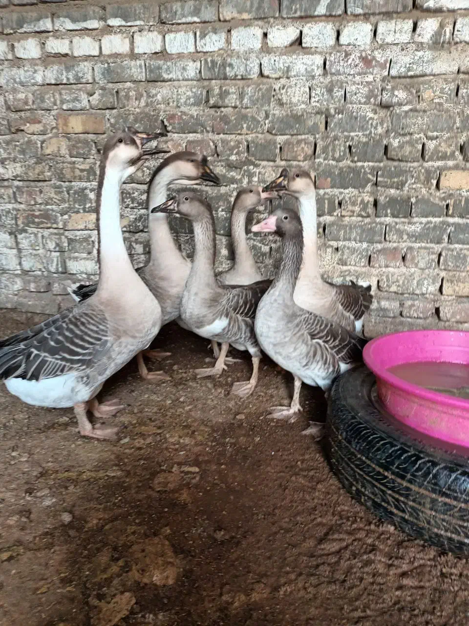 قوغاز و مرغ و خروس|حیوانات مزرعه|زابل, |دیوار