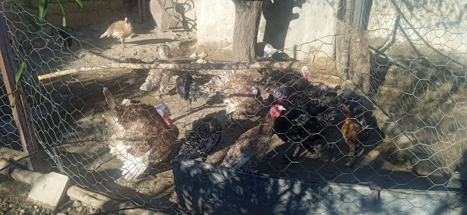 13 عدد بوقلمون|حیوانات مزرعه|بیلوار, |دیوار