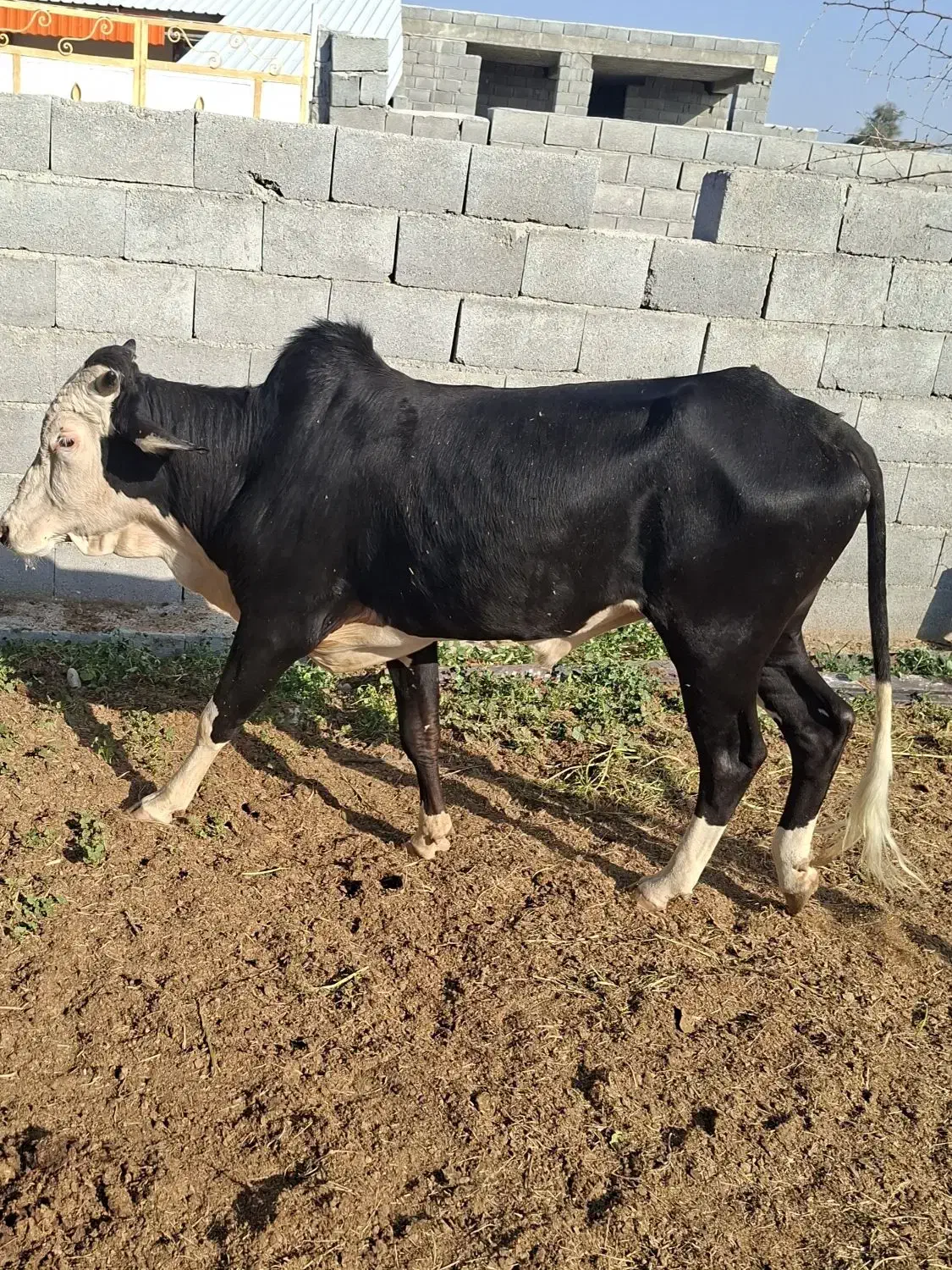 نر گاو|حیوانات مزرعه|قلعه قاضی, |دیوار