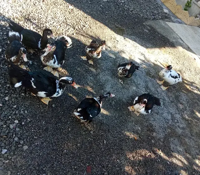 اردک اسرائیلی|حیوانات مزرعه|تالش, هشتپر|دیوار