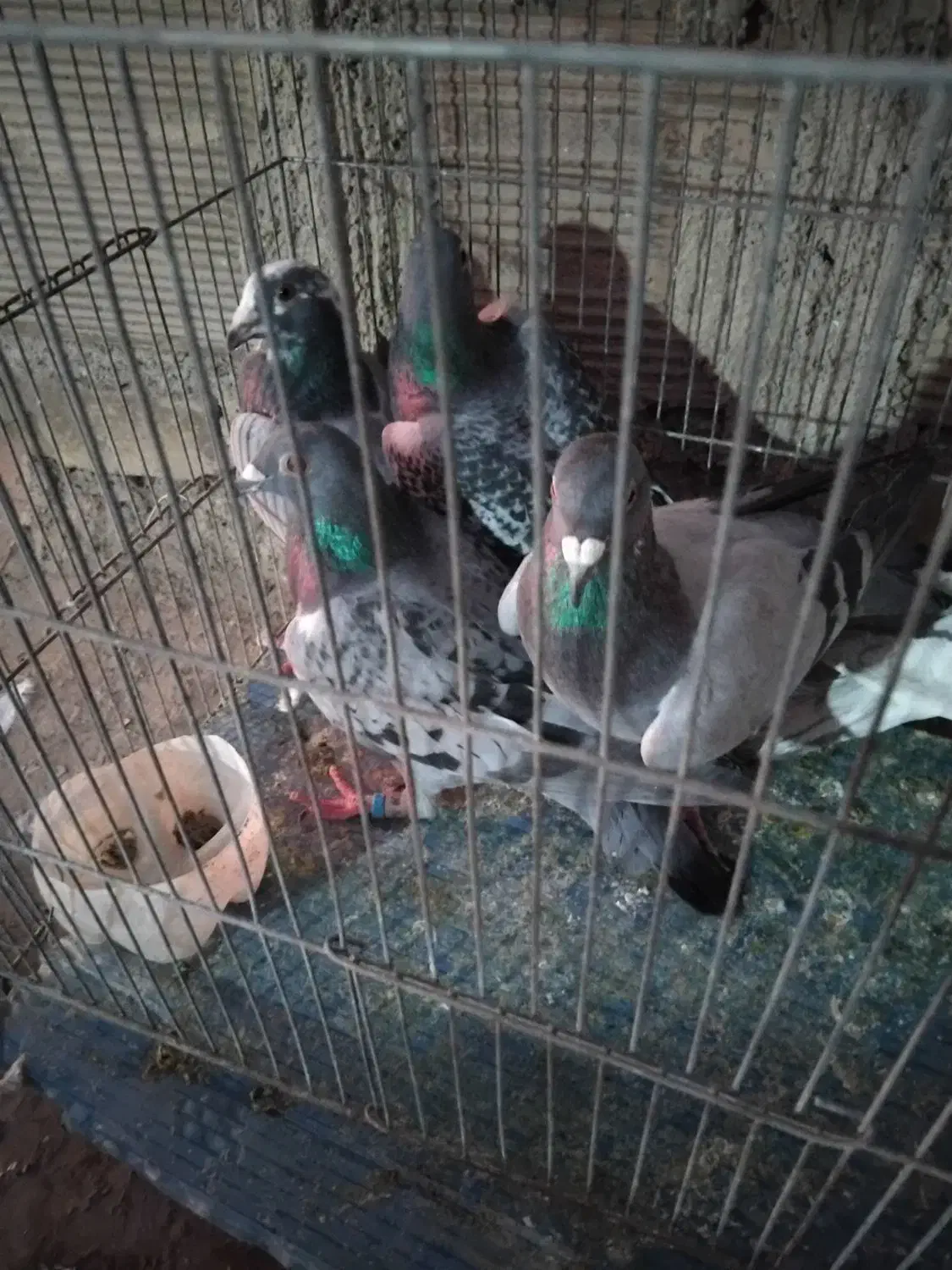 کفتر غریبه|پرنده|نیشابور, قلعه نو|دیوار