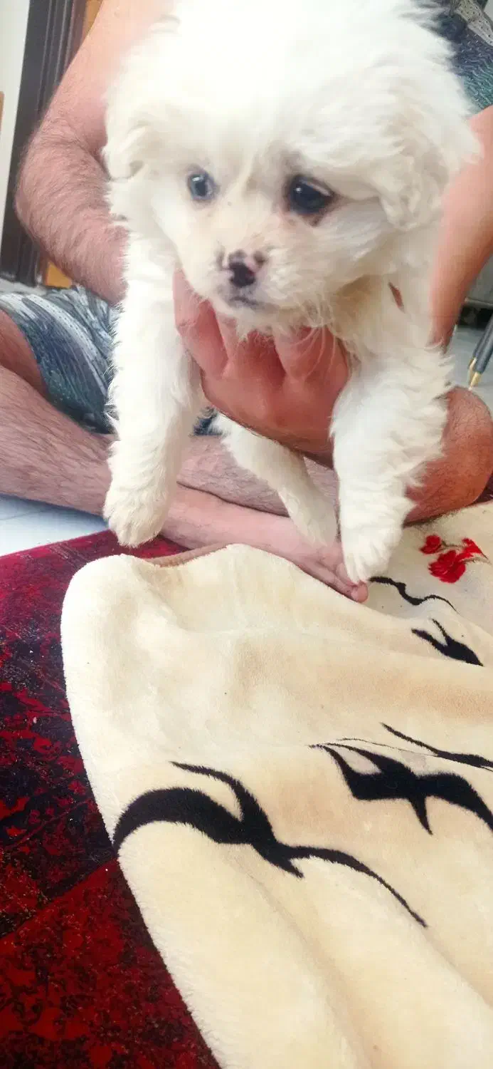 توله سگ پامرین خرسی|سگ|تهران, جردن|دیوار