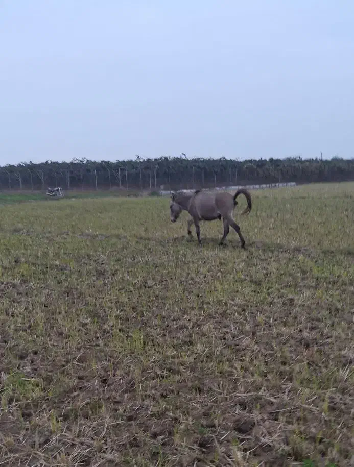 یک راس  قاطر|حیوانات مزرعه|چوبر, |دیوار