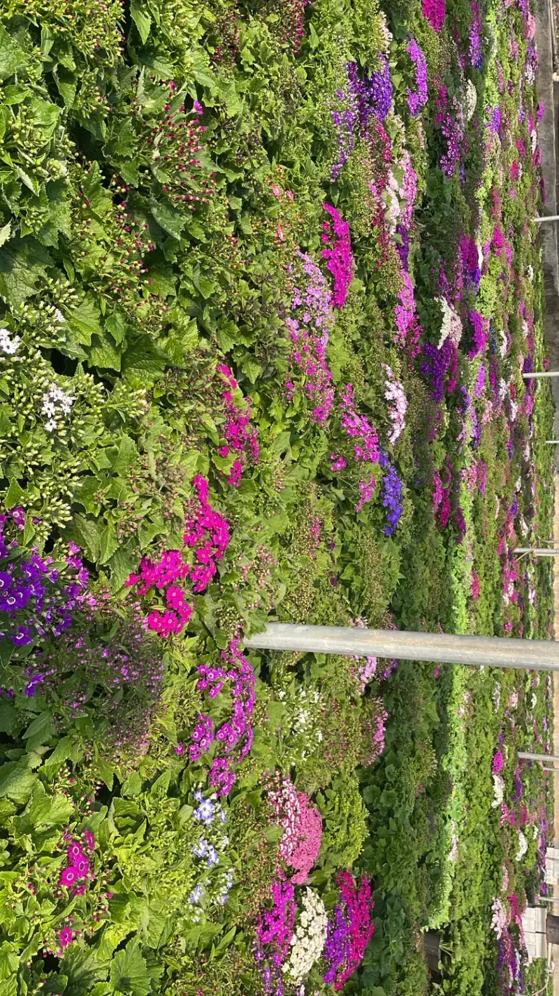 گل سینره|گل و گیاه طبیعی|پاکدشت, پاکدشت (مامازند)|دیوار