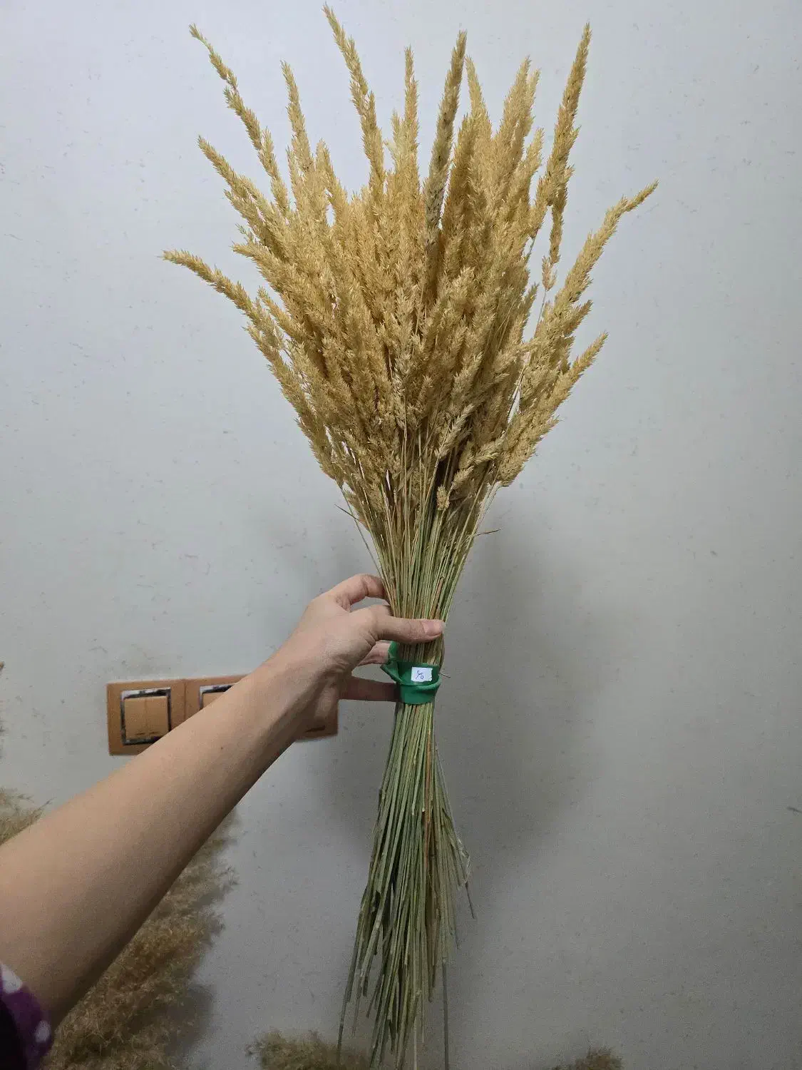 گیاه خشک طبیعی پامپاس با ارسال را یگان|گل مصنوعی|دورود, |دیوار