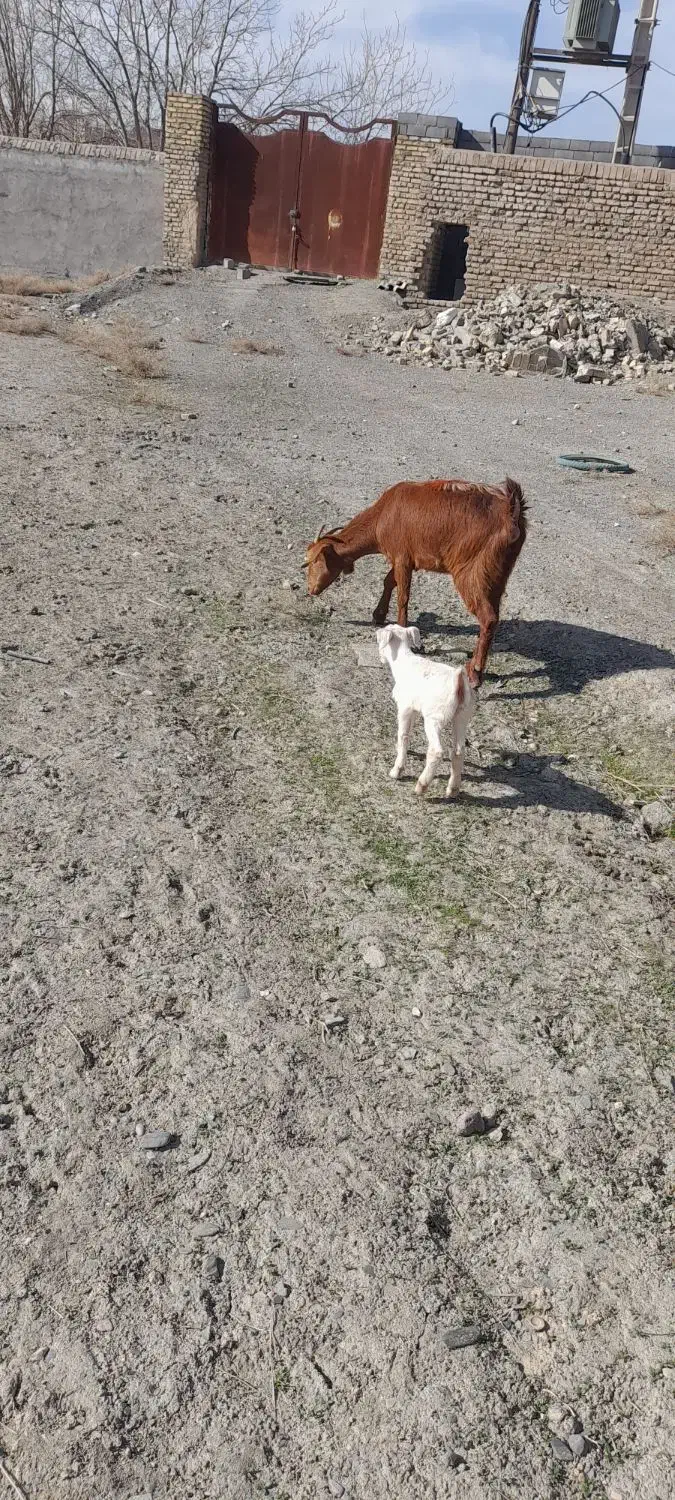 بزبزغاله|حیوانات مزرعه|مشهد, کلاته برفی|دیوار