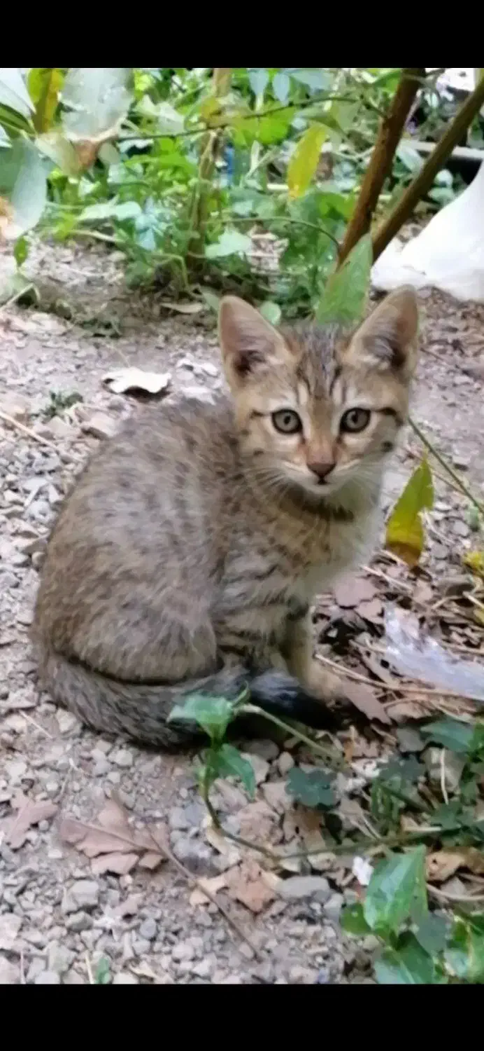 واگذاری رایگان بچه گربه|گربه|تهران, درکه|دیوار