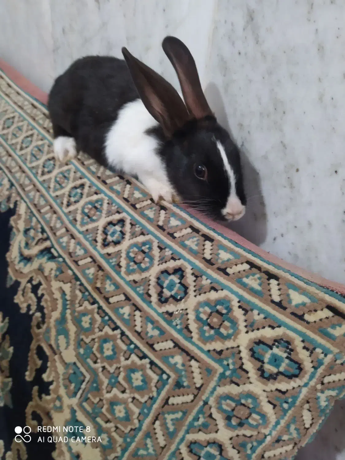 خرگوش|موش و خرگوش|اسفراین, |دیوار