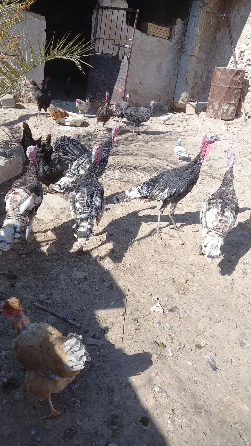 بوقلمون محلی بفروش میرسد|حیوانات مزرعه|کازرون, |دیوار