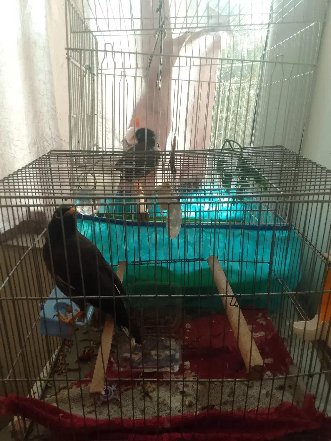 دو عدد مینا|پرنده|قزوین, |دیوار