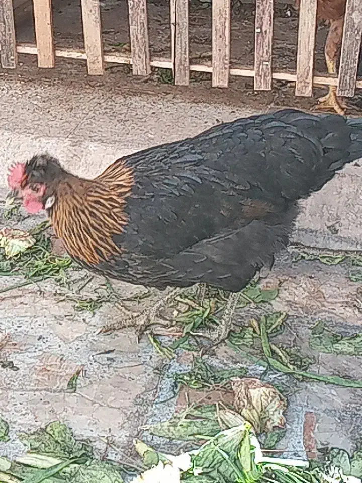 تخم نطفه دار درجه یک.ومصرف دارویی خوراکی.|حیوانات مزرعه|شیراز, زرهی|دیوار