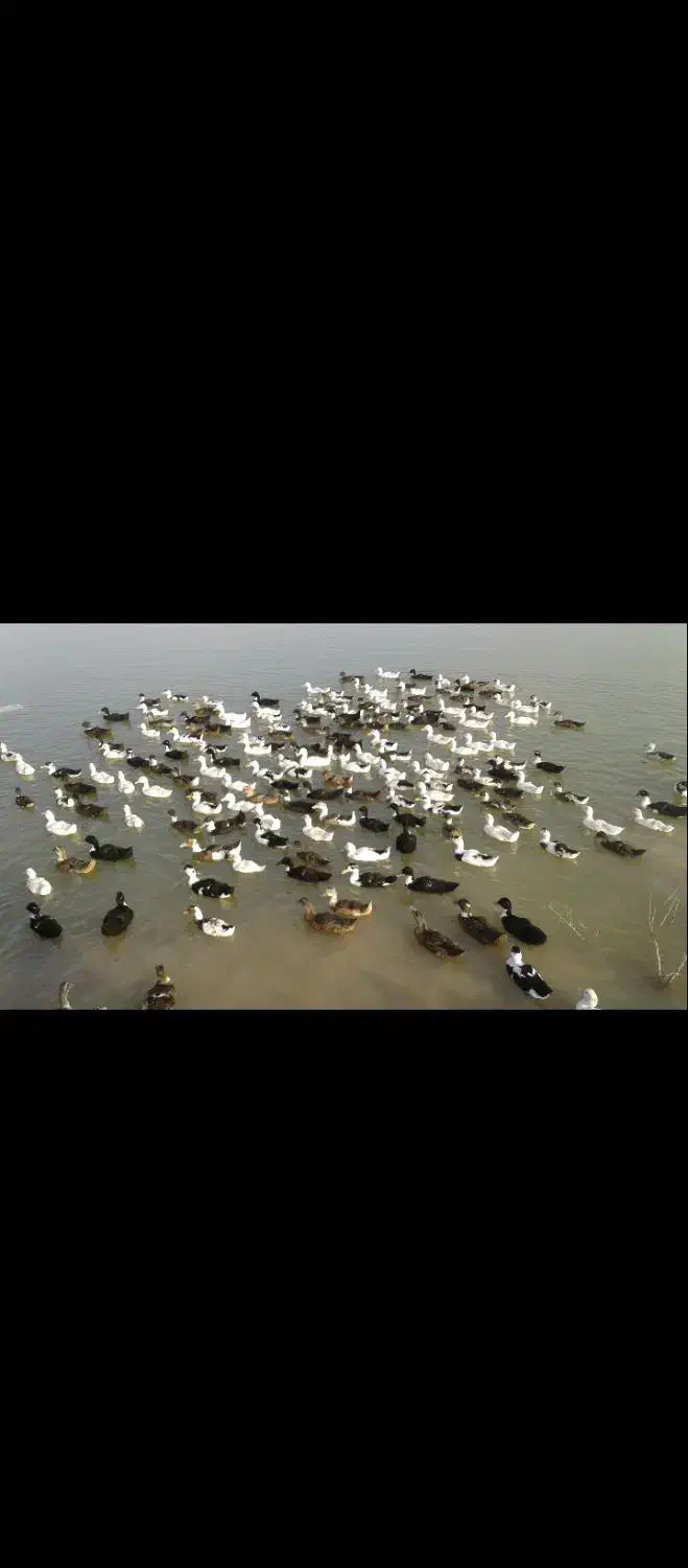 اردک 130 روزه محلی|حیوانات مزرعه|شلمان, |دیوار