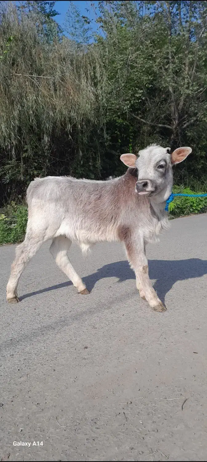 گوساله نر چالوسی گاو ورزا کوله|حیوانات مزرعه|فومن, |دیوار