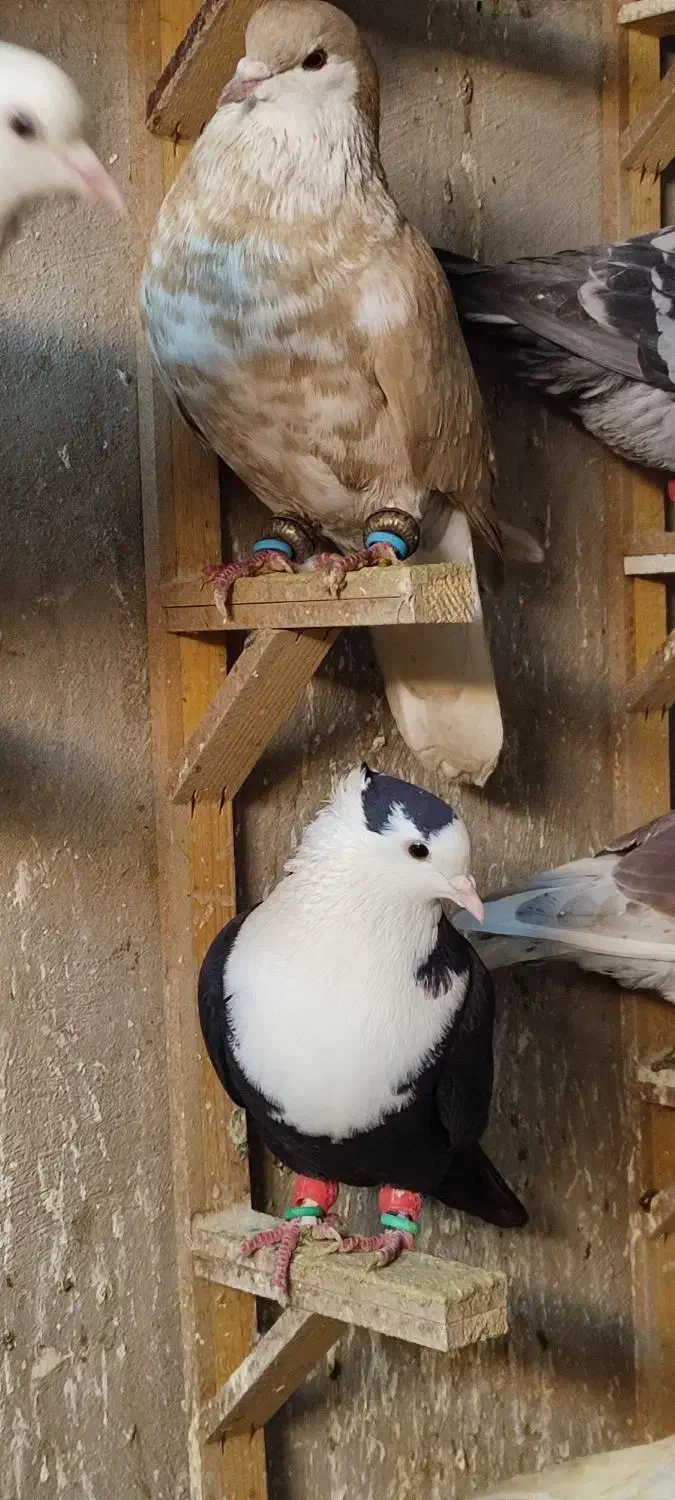 کفتر|پرنده|مشهد, آبکوه|دیوار