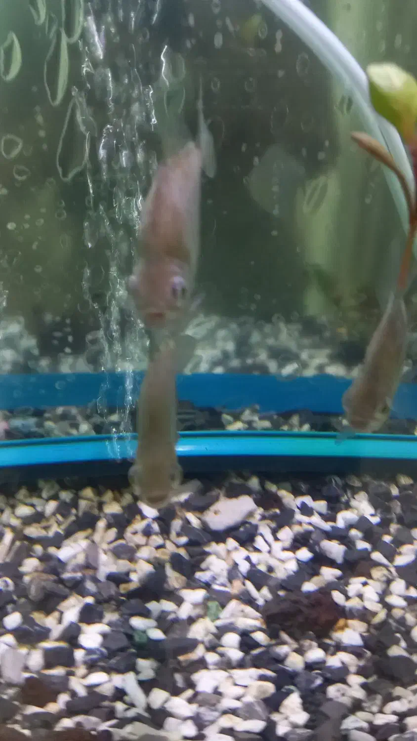 ماهی دالر|ماهی|خرم‌آباد, |دیوار