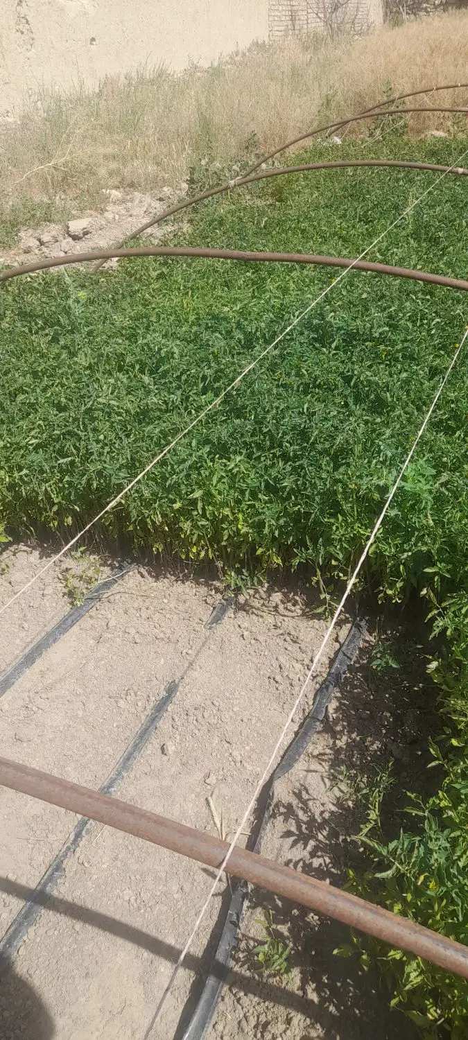 نهال گوجه|عمده‌فروشی|نیشابور, ماروسک|دیوار